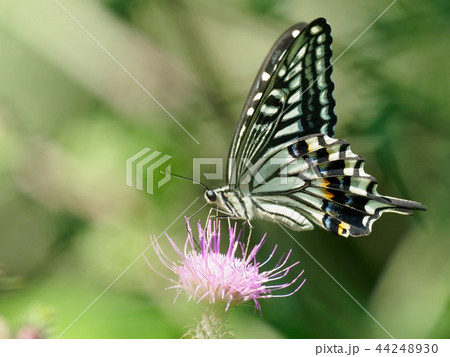 アザミの蜜を吸うアゲハチョウ 44248930
