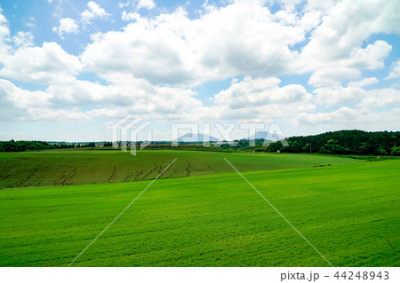 産山村　麦畑 44248943