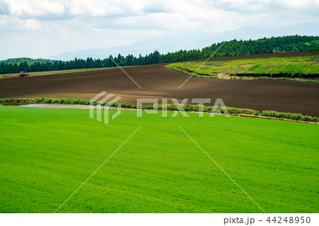 産山村 麦畑 産山村 麦畑 44248950