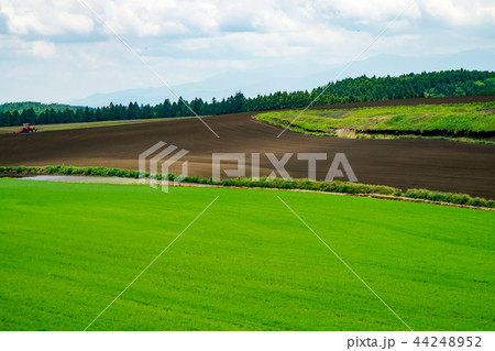産山村　麦畑 44248952