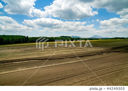産山村　麦畑 44249303