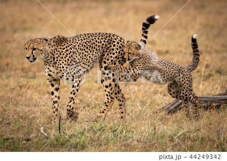 Cheetah cub jumps on mother in grass 44249342