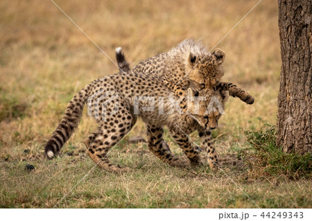 Cheetah cub jumps on shoulders of another 44249343
