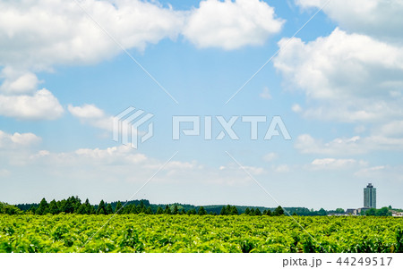 産山村　桑畑 44249517