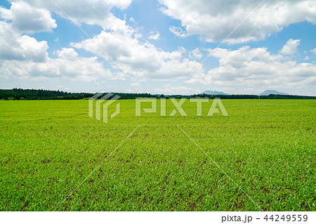 産山村　麦畑 44249559