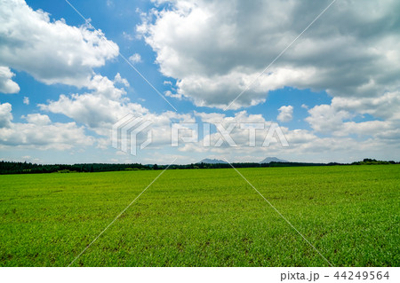 産山村　麦畑 44249564