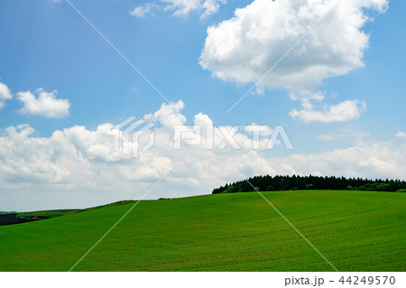 産山村　麦畑 44249570