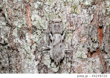 Bark mantis on tree bark Bark mantis on tree bark 44249720