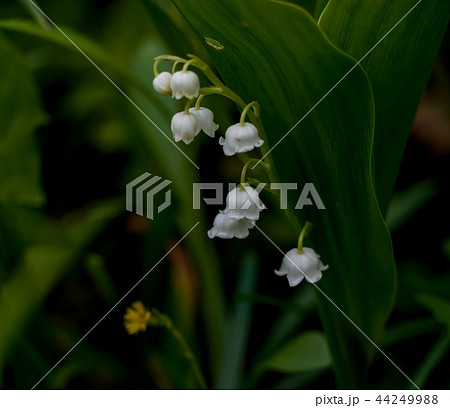 二ホンスズラン 44249988