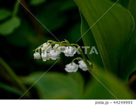 二ホンスズラン 44249993