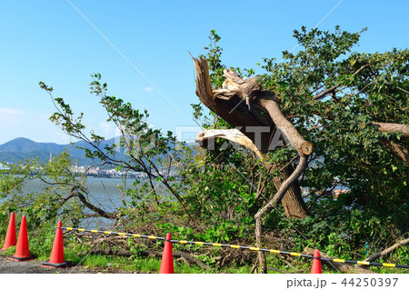 台風被害 樹木の倒壊 台風被害 樹木の倒壊 44250397