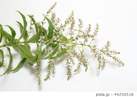 レモンバーベナ 44250516