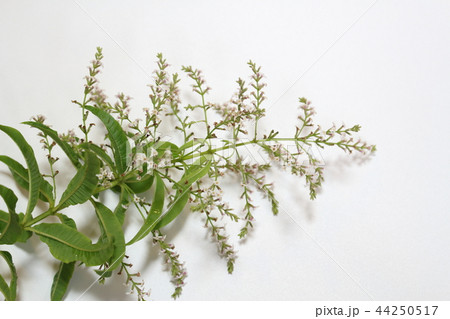 レモンバーベナ 44250517