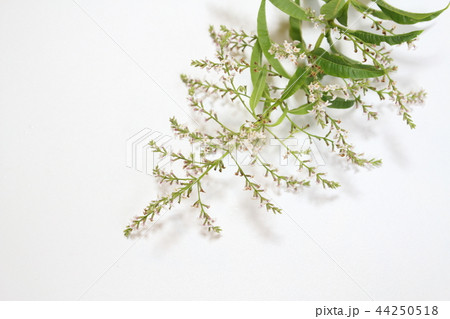 レモンバーベナ 44250518