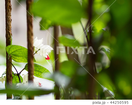 花 フラワー お花 44250595