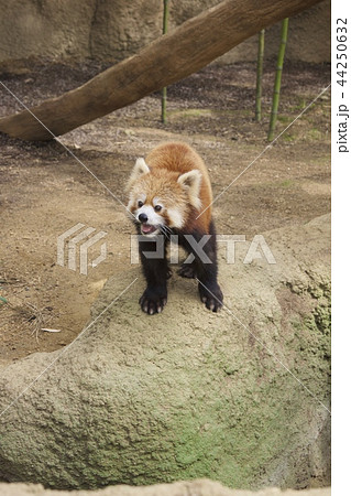 神戸どうぶつ王国〜レッサーパンダ〜 神戸どうぶつ王国〜レッサーパンダ〜 44250632