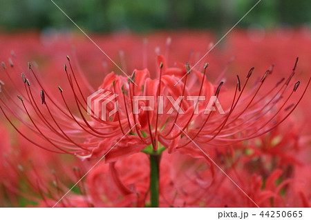 曼珠沙華 44250665