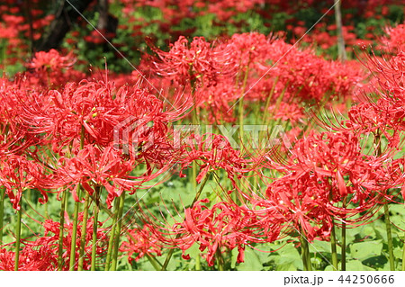 曼珠沙華 44250666