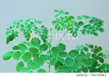 モリンガ 44250682