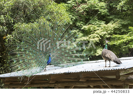 大牟田市動物園 クジャク の写真素材