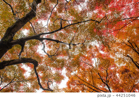 日本京都の庭園、紅葉の秋 44251046