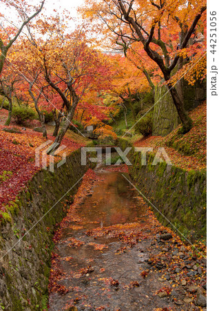 日本京都の庭園、紅葉の秋 日本京都の庭園、紅葉の秋 44251056