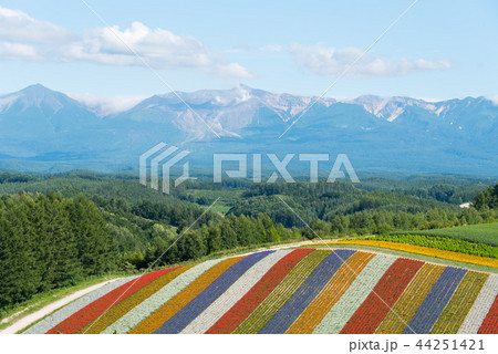 北海道四季の丘 44251421