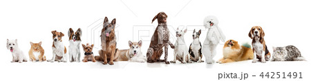 Differents dogs looking at camera isolated on a white background 44251491