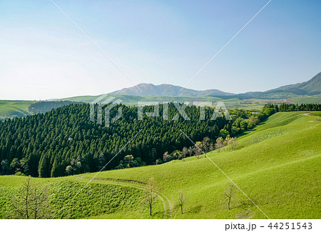 ヒゴタイ公園　くじゅう連山 44251543