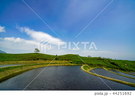 扇棚田　産山村 44251692