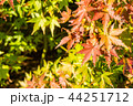 紅葉 44251712