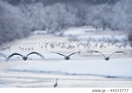 樹氷に囲まれたねぐらから飛び立つタンチョウ（北海道・鶴居） 44253777