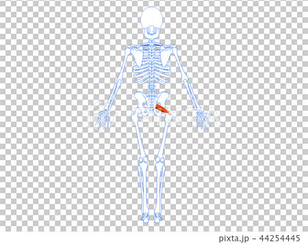 Piriform muscle 1 44254445