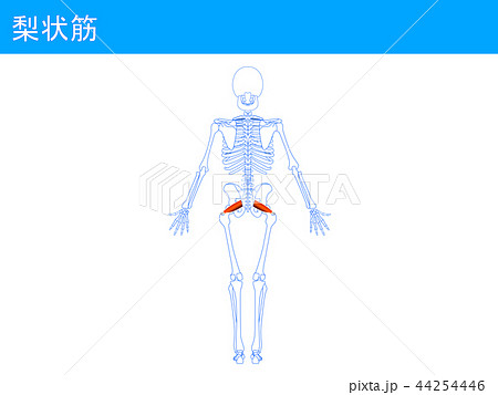 梨状筋4 梨状筋4 44254446