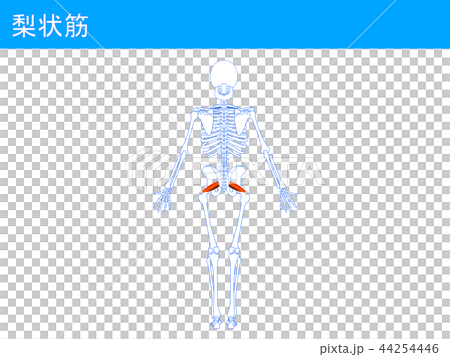 Piriform muscle 4 44254446