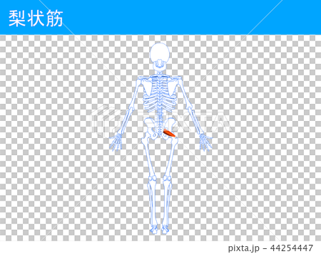梨状筋3 44254447