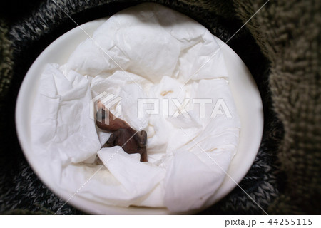 Baby bird falled from nest 44255115
