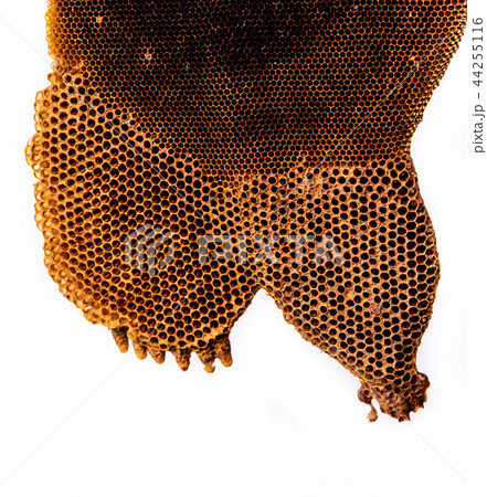 Hoenycomb close up and isolated Hoenycomb close up and isolated 44255116