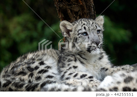 Baby snow leopard (Panthera uncia).  44255551