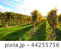 秋のブドウ畑　ドイツ・プファルツ地方 44255756