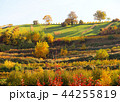 秋の風景　ドイツ・プファルツ地方 44255819