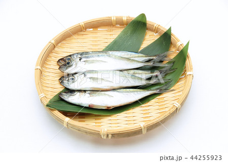 真鯵 真鯵 44255923