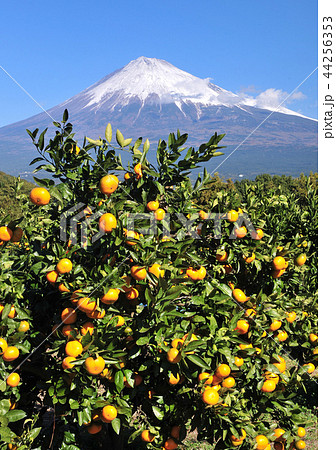 ミカン畑と富士山-3613 44256353