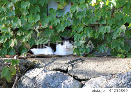 石垣の上で横たわるハチワレの白黒猫 44256360