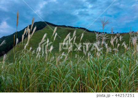 曽爾高原のススキ 奈良曽爾村 曽爾高原のススキ 奈良曽爾村 44257251