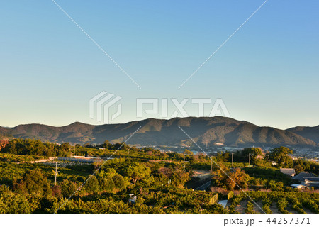 三ヶ日　朝のみかん園地 44257371