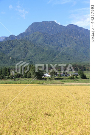 安曇野松川　有明山山麓の秋 44257993