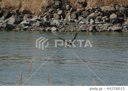 餌を取る水鳥 44258015