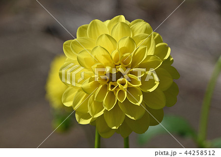 ダリア(月見草) ダリア(月見草) 44258512