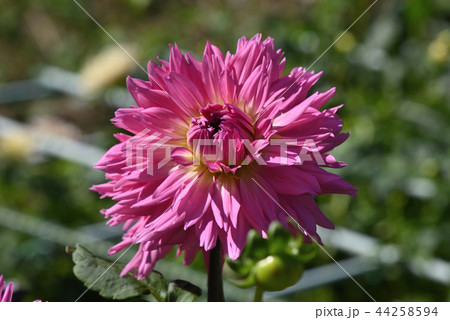 ダリア(プリティーウーマン) ダリア(プリティーウーマン) 44258594
